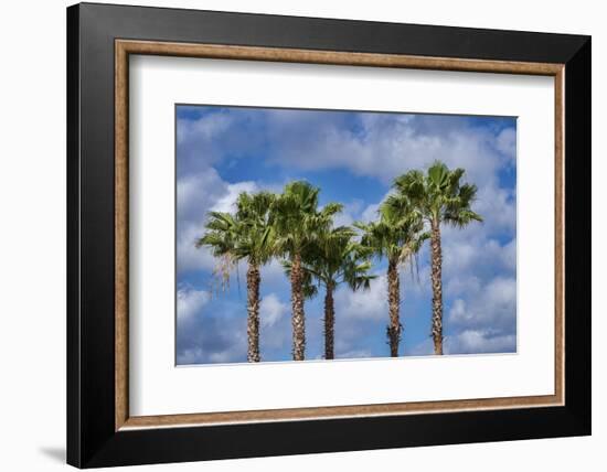 Sabal Palm trees, Florida, USA-Jim Engelbrecht-Framed Photographic Print