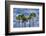 Sabal Palm trees, Florida, USA-Jim Engelbrecht-Framed Photographic Print