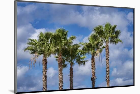 Sabal Palm trees, Florida, USA-Jim Engelbrecht-Mounted Photographic Print