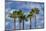 Sabal Palm trees, Florida, USA-Jim Engelbrecht-Mounted Photographic Print