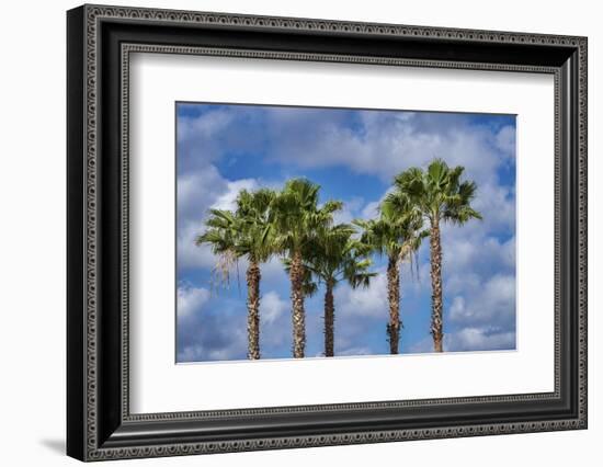 Sabal Palm trees, Florida, USA-Jim Engelbrecht-Framed Photographic Print