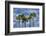 Sabal Palm trees, Florida, USA-Jim Engelbrecht-Framed Photographic Print