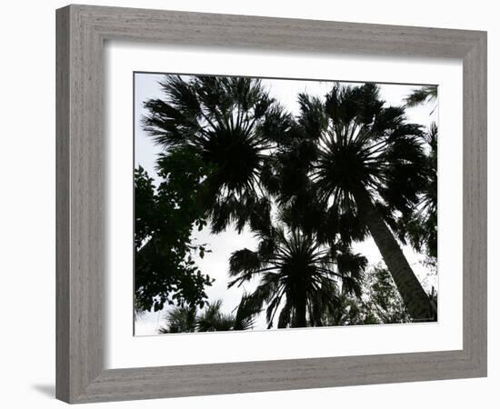 Sabal Palms near Border Fence, Brownsville, Texas-Eric Gay-Framed Photographic Print