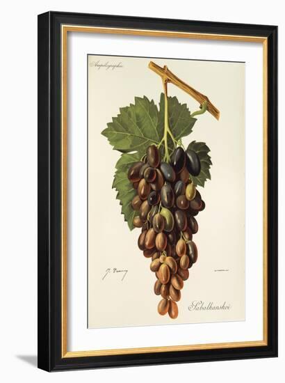 Sabalkanskoi Grape-J. Troncy-Framed Giclee Print