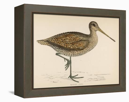 Sabine's Snipe-Reverend Francis O. Morris-Framed Premier Image Canvas