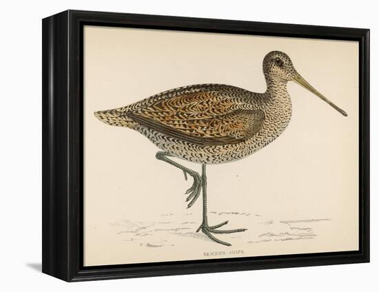 Sabine's Snipe-Reverend Francis O. Morris-Framed Premier Image Canvas