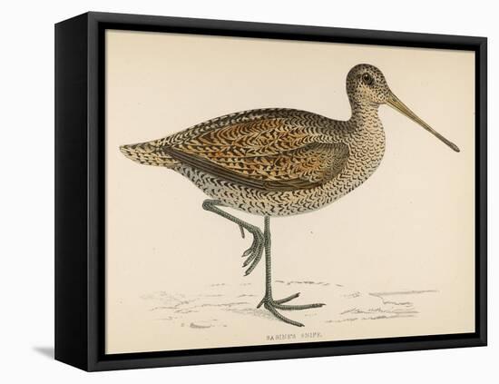 Sabine's Snipe-Reverend Francis O. Morris-Framed Premier Image Canvas