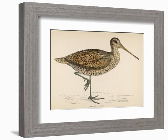 Sabine's Snipe-Reverend Francis O. Morris-Framed Photographic Print