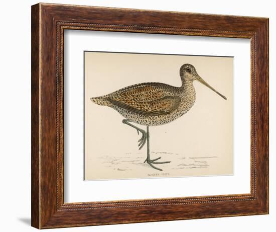 Sabine's Snipe-Reverend Francis O. Morris-Framed Photographic Print