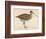 Sabine's Snipe-Reverend Francis O. Morris-Framed Photographic Print