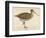 Sabine's Snipe-Reverend Francis O. Morris-Framed Photographic Print