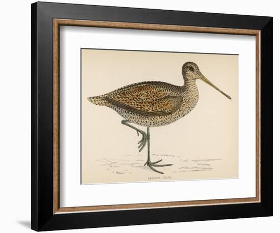 Sabine's Snipe-Reverend Francis O. Morris-Framed Photographic Print