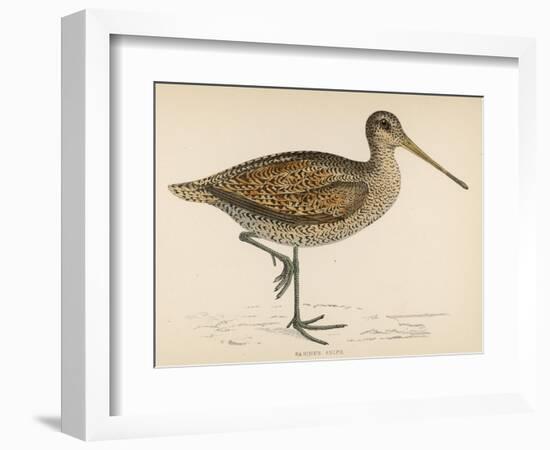 Sabine's Snipe-Reverend Francis O. Morris-Framed Photographic Print