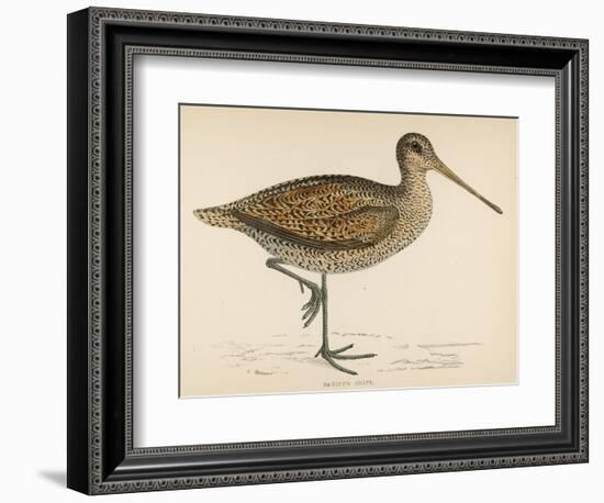 Sabine's Snipe-Reverend Francis O. Morris-Framed Photographic Print