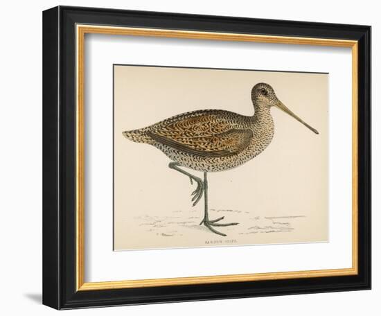 Sabine's Snipe-Reverend Francis O. Morris-Framed Photographic Print