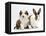 Sable-And-White Border Collie Pup with Fawn Dutch Rabbit-Jane Burton-Framed Premier Image Canvas