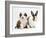 Sable-And-White Border Collie Pup with Fawn Dutch Rabbit-Jane Burton-Framed Photographic Print