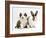 Sable-And-White Border Collie Pup with Fawn Dutch Rabbit-Jane Burton-Framed Photographic Print