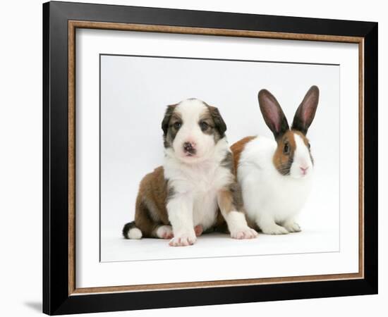 Sable-And-White Border Collie Pup with Fawn Dutch Rabbit-Jane Burton-Framed Photographic Print