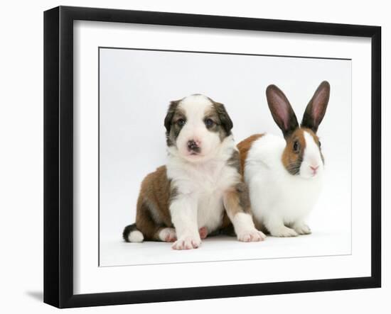 Sable-And-White Border Collie Pup with Fawn Dutch Rabbit-Jane Burton-Framed Photographic Print