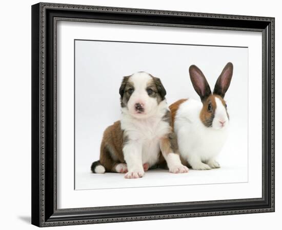 Sable-And-White Border Collie Pup with Fawn Dutch Rabbit-Jane Burton-Framed Photographic Print