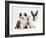 Sable-And-White Border Collie Pup with Fawn Dutch Rabbit-Jane Burton-Framed Photographic Print