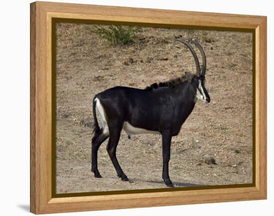 Sable Antelope (Hippotragus Niger), Male, Kruger National Park, South Africa, Africa-James Hager-Framed Premier Image Canvas