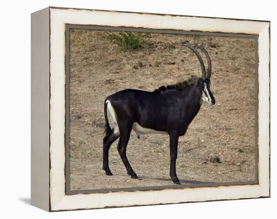 Sable Antelope (Hippotragus Niger), Male, Kruger National Park, South Africa, Africa-James Hager-Framed Premier Image Canvas