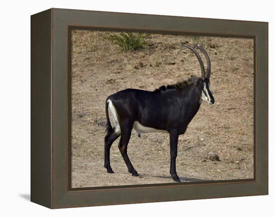 Sable Antelope (Hippotragus Niger), Male, Kruger National Park, South Africa, Africa-James Hager-Framed Premier Image Canvas