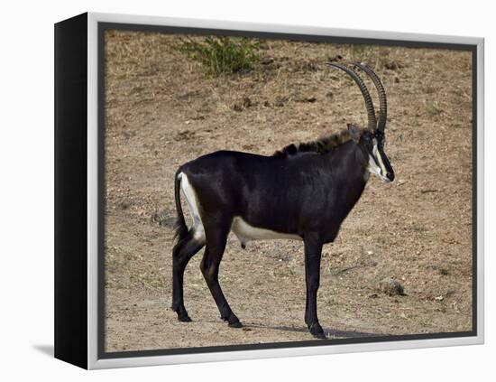 Sable Antelope (Hippotragus Niger), Male, Kruger National Park, South Africa, Africa-James Hager-Framed Premier Image Canvas