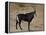 Sable Antelope (Hippotragus Niger), Male, Kruger National Park, South Africa, Africa-James Hager-Framed Premier Image Canvas