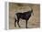 Sable Antelope (Hippotragus Niger), Male, Kruger National Park, South Africa, Africa-James Hager-Framed Premier Image Canvas