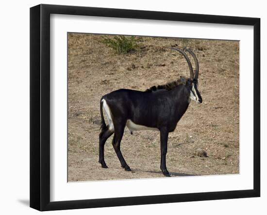 Sable Antelope (Hippotragus Niger), Male, Kruger National Park, South Africa, Africa-James Hager-Framed Photographic Print