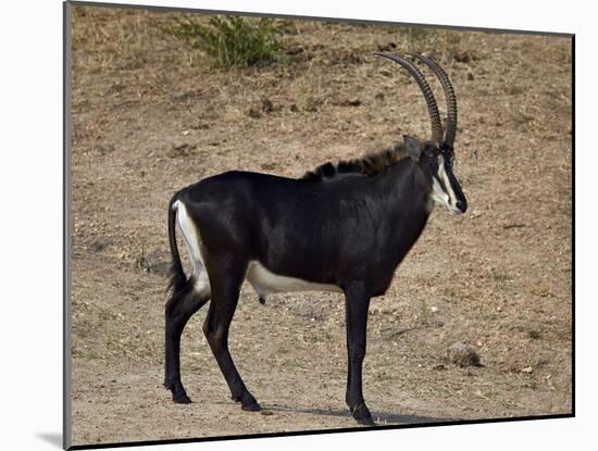 Sable Antelope (Hippotragus Niger), Male, Kruger National Park, South Africa, Africa-James Hager-Mounted Photographic Print
