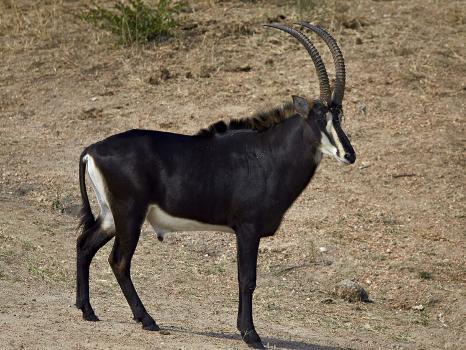 Sable Antelope - South Africa, Kruger National Park - Hippotragus Niger