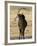 Sable Antelope, Male at Drinking Hole, Namibia-Tony Heald-Framed Photographic Print