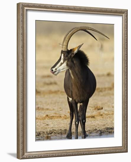 Sable Antelope, Male at Drinking Hole, Namibia-Tony Heald-Framed Photographic Print