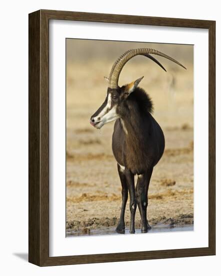 Sable Antelope, Male at Drinking Hole, Namibia-Tony Heald-Framed Photographic Print