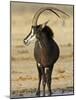 Sable Antelope, Male at Drinking Hole, Namibia-Tony Heald-Mounted Photographic Print