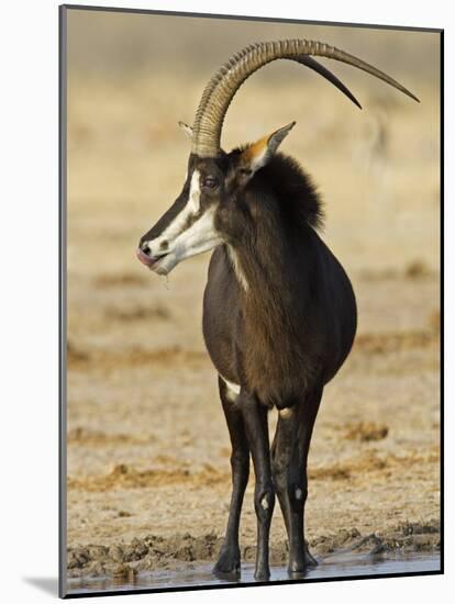 Sable Antelope, Male at Drinking Hole, Namibia-Tony Heald-Mounted Photographic Print