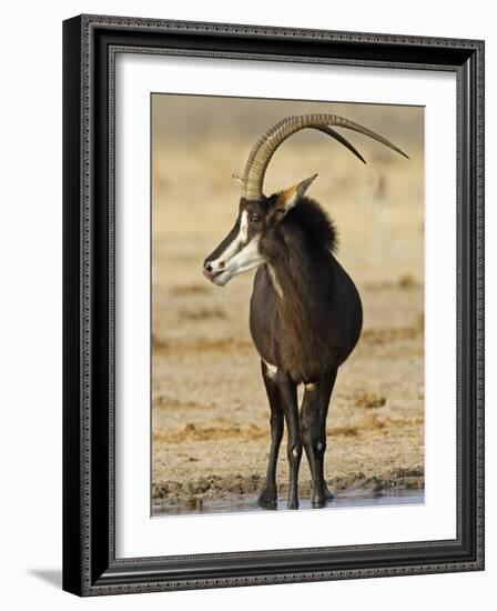 Sable Antelope, Male at Drinking Hole, Namibia-Tony Heald-Framed Photographic Print