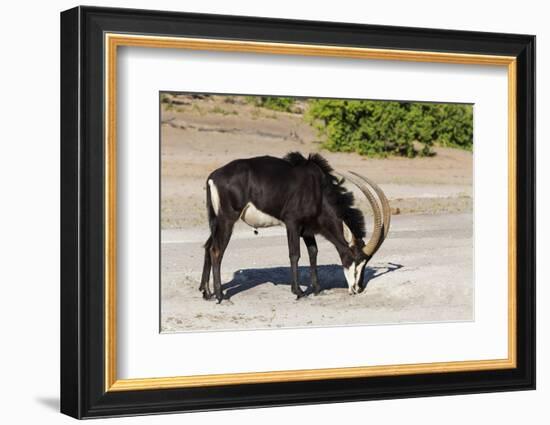 Sable (Hippotragus niger) licking salt, Chobe National Park, Botswana, Africa-Ann and Steve Toon-Framed Photographic Print