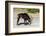 Sable (Hippotragus niger) licking salt, Chobe National Park, Botswana, Africa-Ann and Steve Toon-Framed Photographic Print