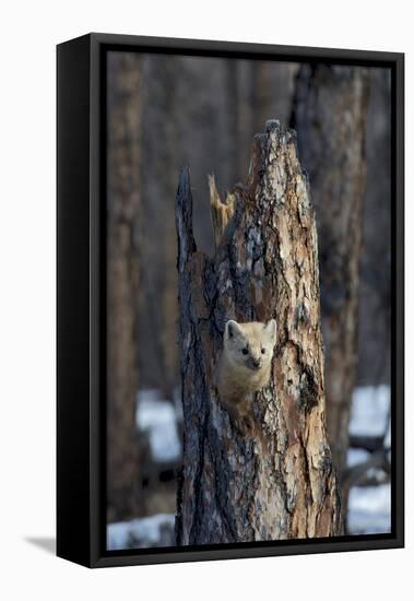 Sable (Martes zibellina) Putoransky State Nature Reserve, Putorana Plateau, Siberia, Russia-Sergey Gorshkov-Framed Premier Image Canvas