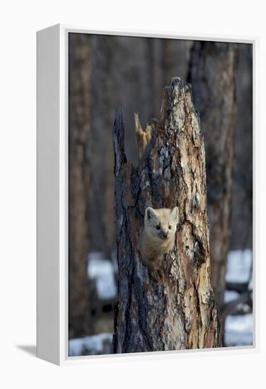 Sable (Martes zibellina) Putoransky State Nature Reserve, Putorana Plateau, Siberia, Russia-Sergey Gorshkov-Framed Premier Image Canvas