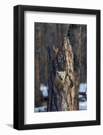 Sable (Martes zibellina) Putoransky State Nature Reserve, Putorana Plateau, Siberia, Russia-Sergey Gorshkov-Framed Photographic Print