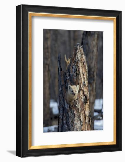 Sable (Martes zibellina) Putoransky State Nature Reserve, Putorana Plateau, Siberia, Russia-Sergey Gorshkov-Framed Photographic Print