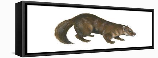 Sable (Martes Zibellina), Weasel, Mammals-Encyclopaedia Britannica-Framed Stretched Canvas