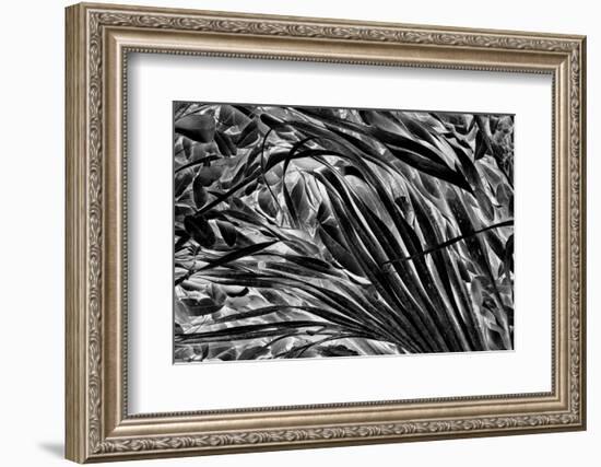 Sable palm frond on the ground in Black and white, Harney Lake, Florida-Adam Jones-Framed Photographic Print