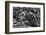 Sable palm frond on the ground in Black and white, Harney Lake, Florida-Adam Jones-Framed Photographic Print
